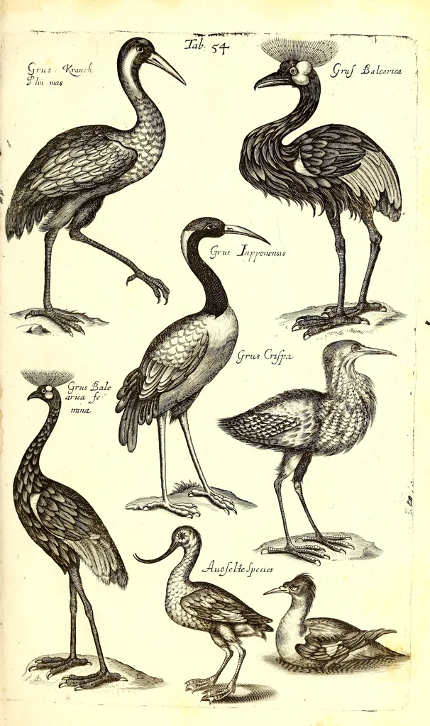 An illustration from Historiae naturalis de quadrupetibus libri : cum aeneis figuris; [Historiae naturalis de serpentibus libri II ; Historiae naturalis de insectis libri III ; Historiae naturalis de exanguibus aquaticis libri IV ; Historiae naturalis de piscibus et cetis libri V ; Historiae naturalis de avibus libri VI], 1650, leaf 280