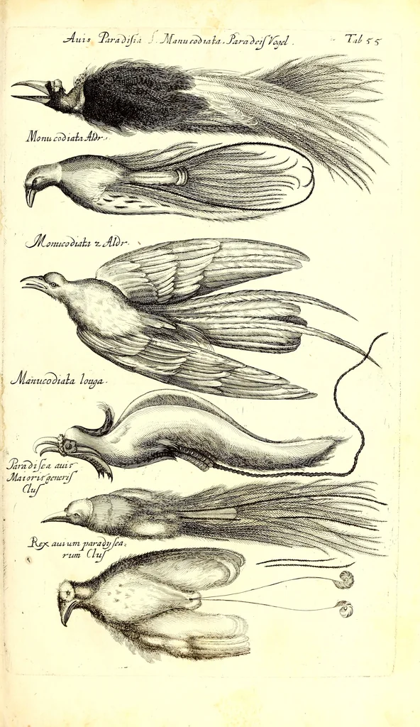 An illustration from Historiae naturalis de quadrupetibus libri : cum aeneis figuris; [Historiae naturalis de serpentibus libri II ; Historiae naturalis de insectis libri III ; Historiae naturalis de exanguibus aquaticis libri IV ; Historiae naturalis de piscibus et cetis libri V ; Historiae naturalis de avibus libri VI], 1650, leaf 284