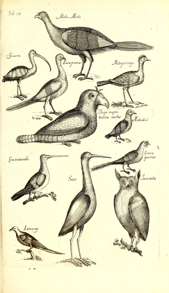 An illustration from Historiae naturalis de quadrupetibus libri : cum aeneis figuris; [Historiae naturalis de serpentibus libri II ; Historiae naturalis de insectis libri III ; Historiae naturalis de exanguibus aquaticis libri IV ; Historiae naturalis de piscibus et cetis libri V ; Historiae naturalis de avibus libri VI], 1650, leaf 310