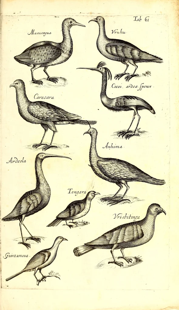An illustration from Historiae naturalis de quadrupetibus libri : cum aeneis figuris; [Historiae naturalis de serpentibus libri II ; Historiae naturalis de insectis libri III ; Historiae naturalis de exanguibus aquaticis libri IV ; Historiae naturalis de piscibus et cetis libri V ; Historiae naturalis de avibus libri VI], 1650, leaf 334