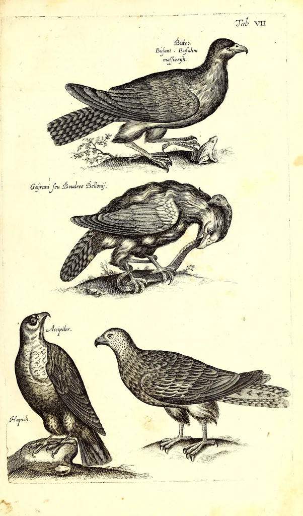 An illustration from Historiae naturalis de quadrupetibus libri : cum aeneis figuris; [Historiae naturalis de serpentibus libri II ; Historiae naturalis de insectis libri III ; Historiae naturalis de exanguibus aquaticis libri IV ; Historiae naturalis de piscibus et cetis libri V ; Historiae naturalis de avibus libri VI], 1650, leaf 36