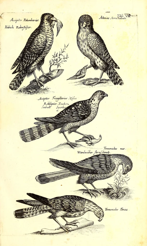 An illustration from Historiae naturalis de quadrupetibus libri : cum aeneis figuris; [Historiae naturalis de serpentibus libri II ; Historiae naturalis de insectis libri III ; Historiae naturalis de exanguibus aquaticis libri IV ; Historiae naturalis de piscibus et cetis libri V ; Historiae naturalis de avibus libri VI], 1650, leaf 40