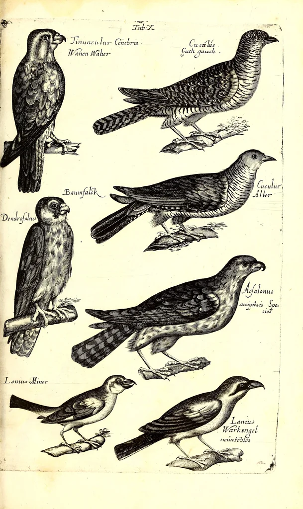 An illustration from Historiae naturalis de quadrupetibus libri : cum aeneis figuris; [Historiae naturalis de serpentibus libri II ; Historiae naturalis de insectis libri III ; Historiae naturalis de exanguibus aquaticis libri IV ; Historiae naturalis de piscibus et cetis libri V ; Historiae naturalis de avibus libri VI], 1650, leaf 48