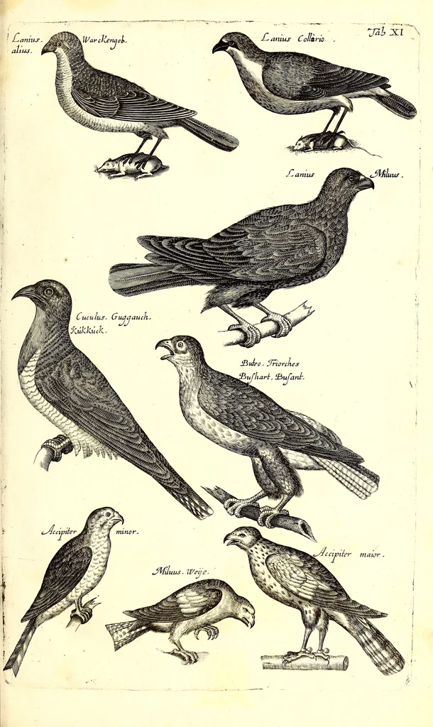 An illustration from Historiae naturalis de quadrupetibus libri : cum aeneis figuris; [Historiae naturalis de serpentibus libri II ; Historiae naturalis de insectis libri III ; Historiae naturalis de exanguibus aquaticis libri IV ; Historiae naturalis de piscibus et cetis libri V ; Historiae naturalis de avibus libri VI], 1650, leaf 50