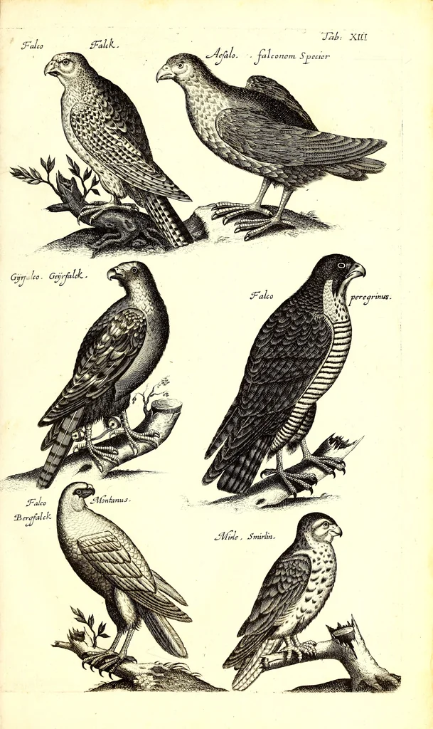 An illustration from Historiae naturalis de quadrupetibus libri : cum aeneis figuris; [Historiae naturalis de serpentibus libri II ; Historiae naturalis de insectis libri III ; Historiae naturalis de exanguibus aquaticis libri IV ; Historiae naturalis de piscibus et cetis libri V ; Historiae naturalis de avibus libri VI], 1650, leaf 60