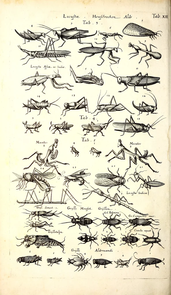 An illustration from Historiae naturalis de quadrupetibus libri : cum aeneis figuris; [Historiae naturalis de serpentibus libri II ; Historiae naturalis de insectis libri III ; Historiae naturalis de exanguibus aquaticis libri IV ; Historiae naturalis de piscibus et cetis libri V ; Historiae naturalis de avibus libri VI], 1650, leaf 115