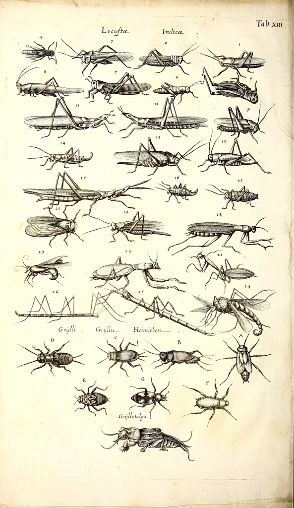 An illustration from Historiae naturalis de quadrupetibus libri : cum aeneis figuris; [Historiae naturalis de serpentibus libri II ; Historiae naturalis de insectis libri III ; Historiae naturalis de exanguibus aquaticis libri IV ; Historiae naturalis de piscibus et cetis libri V ; Historiae naturalis de avibus libri VI], 1650, leaf 119
