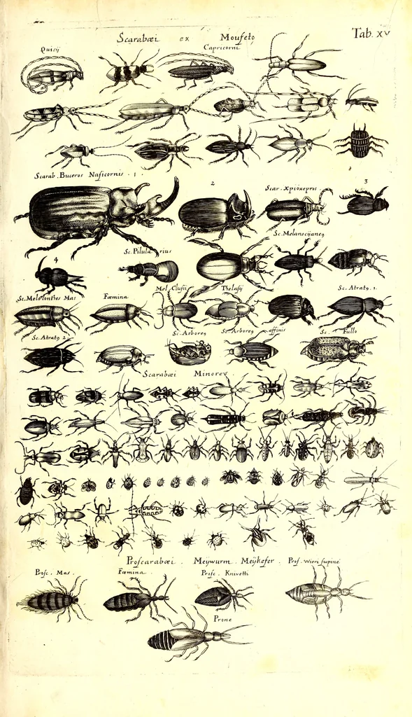 An illustration from Historiae naturalis de quadrupetibus libri : cum aeneis figuris; [Historiae naturalis de serpentibus libri II ; Historiae naturalis de insectis libri III ; Historiae naturalis de exanguibus aquaticis libri IV ; Historiae naturalis de piscibus et cetis libri V ; Historiae naturalis de avibus libri VI], 1650, leaf 122