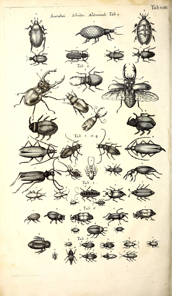 An illustration from Historiae naturalis de quadrupetibus libri : cum aeneis figuris; [Historiae naturalis de serpentibus libri II ; Historiae naturalis de insectis libri III ; Historiae naturalis de exanguibus aquaticis libri IV ; Historiae naturalis de piscibus et cetis libri V ; Historiae naturalis de avibus libri VI], 1650, leaf 129