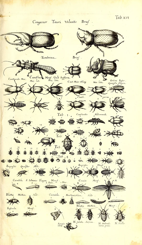 An illustration from Historiae naturalis de quadrupetibus libri : cum aeneis figuris; [Historiae naturalis de serpentibus libri II ; Historiae naturalis de insectis libri III ; Historiae naturalis de exanguibus aquaticis libri IV ; Historiae naturalis de piscibus et cetis libri V ; Historiae naturalis de avibus libri VI], 1650, leaf 136
