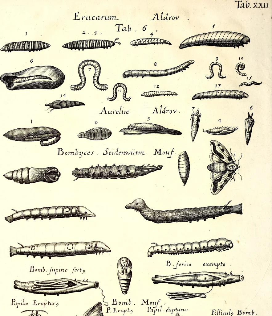 An illustration from Historiae naturalis de quadrupetibus libri : cum aeneis figuris; [Historiae naturalis de serpentibus libri II ; Historiae naturalis de insectis libri III ; Historiae naturalis de exanguibus aquaticis libri IV ; Historiae naturalis de piscibus et cetis libri V ; Historiae naturalis de avibus libri VI], 1650, leaf 199