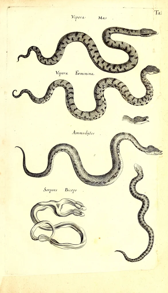 An illustration from Historiae naturalis de quadrupetibus libri : cum aeneis figuris; [Historiae naturalis de serpentibus libri II ; Historiae naturalis de insectis libri III ; Historiae naturalis de exanguibus aquaticis libri IV ; Historiae naturalis de piscibus et cetis libri V ; Historiae naturalis de avibus libri VI], 1650, leaf 274