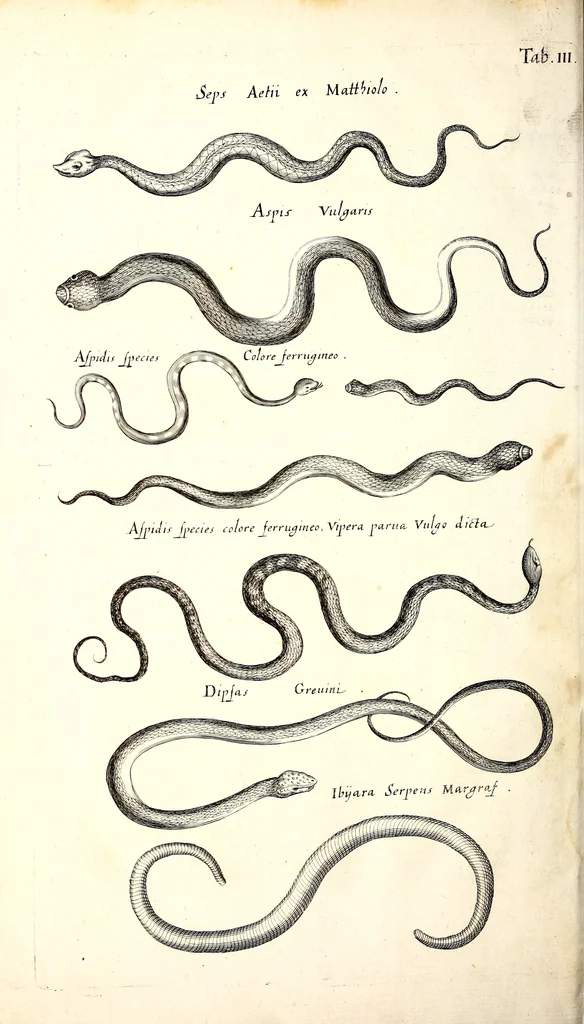 An illustration from Historiae naturalis de quadrupetibus libri : cum aeneis figuris; [Historiae naturalis de serpentibus libri II ; Historiae naturalis de insectis libri III ; Historiae naturalis de exanguibus aquaticis libri IV ; Historiae naturalis de piscibus et cetis libri V ; Historiae naturalis de avibus libri VI], 1650, leaf 285