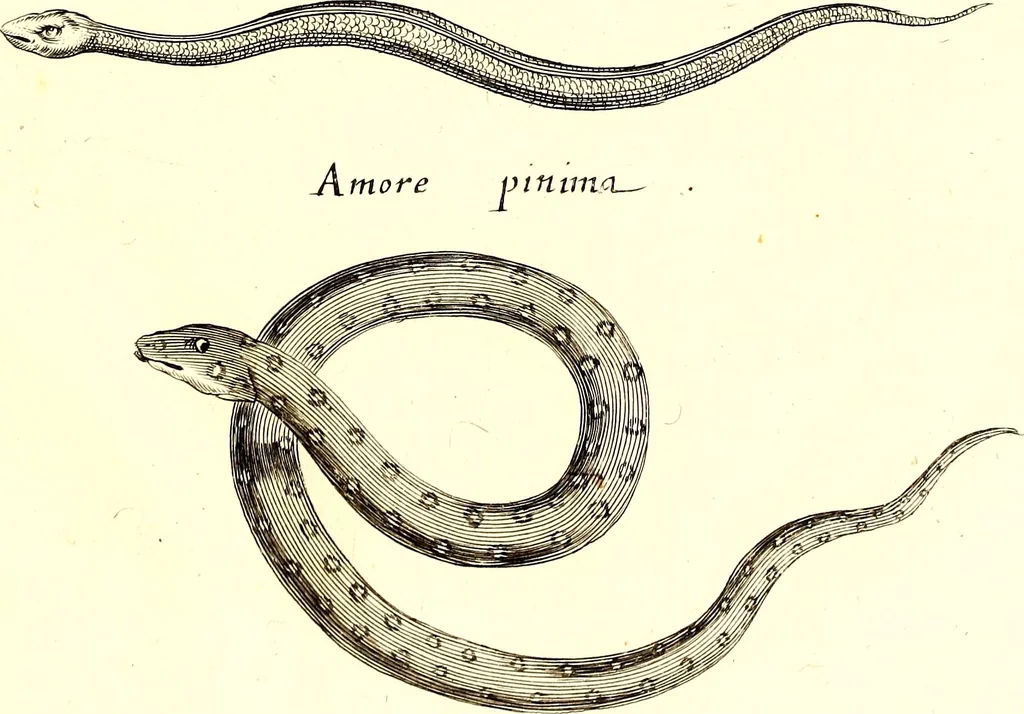 An illustration from Historiae naturalis de quadrupetibus libri : cum aeneis figuris; [Historiae naturalis de serpentibus libri II ; Historiae naturalis de insectis libri III ; Historiae naturalis de exanguibus aquaticis libri IV ; Historiae naturalis de piscibus et cetis libri V ; Historiae naturalis de avibus libri VI], 1650, leaf 298