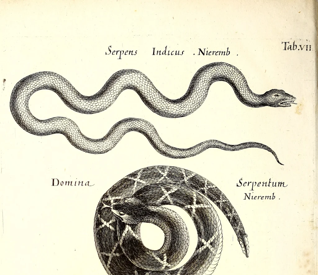 An illustration from Historiae naturalis de quadrupetibus libri : cum aeneis figuris; [Historiae naturalis de serpentibus libri II ; Historiae naturalis de insectis libri III ; Historiae naturalis de exanguibus aquaticis libri IV ; Historiae naturalis de piscibus et cetis libri V ; Historiae naturalis de avibus libri VI], 1650, leaf 301