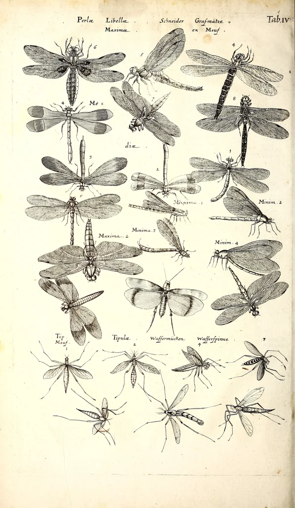An illustration from Historiae naturalis de quadrupetibus libri : cum aeneis figuris; [Historiae naturalis de serpentibus libri II ; Historiae naturalis de insectis libri III ; Historiae naturalis de exanguibus aquaticis libri IV ; Historiae naturalis de piscibus et cetis libri V ; Historiae naturalis de avibus libri VI], 1650, leaf 51