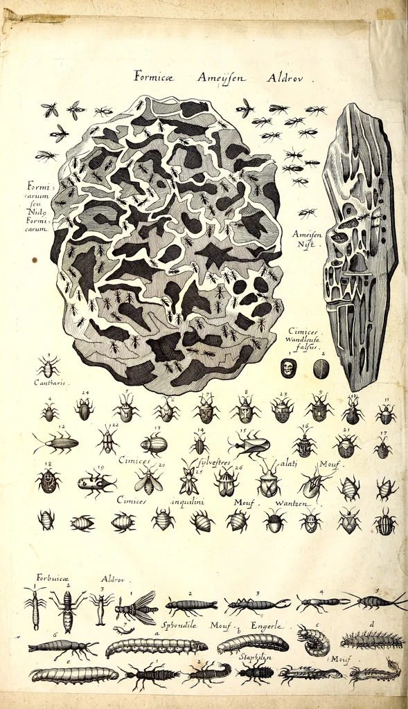 An illustration from Historiae naturalis de quadrupetibus libri : cum aeneis figuris; [Historiae naturalis de serpentibus libri II ; Historiae naturalis de insectis libri III ; Historiae naturalis de exanguibus aquaticis libri IV ; Historiae naturalis de piscibus et cetis libri V ; Historiae naturalis de avibus libri VI], 1650, leaf 71