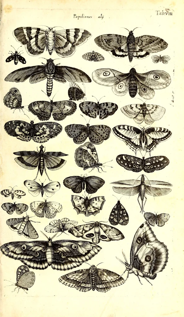 An illustration from Historiae naturalis de quadrupetibus libri : cum aeneis figuris; [Historiae naturalis de serpentibus libri II ; Historiae naturalis de insectis libri III ; Historiae naturalis de exanguibus aquaticis libri IV ; Historiae naturalis de piscibus et cetis libri V ; Historiae naturalis de avibus libri VI], 1650, leaf 72