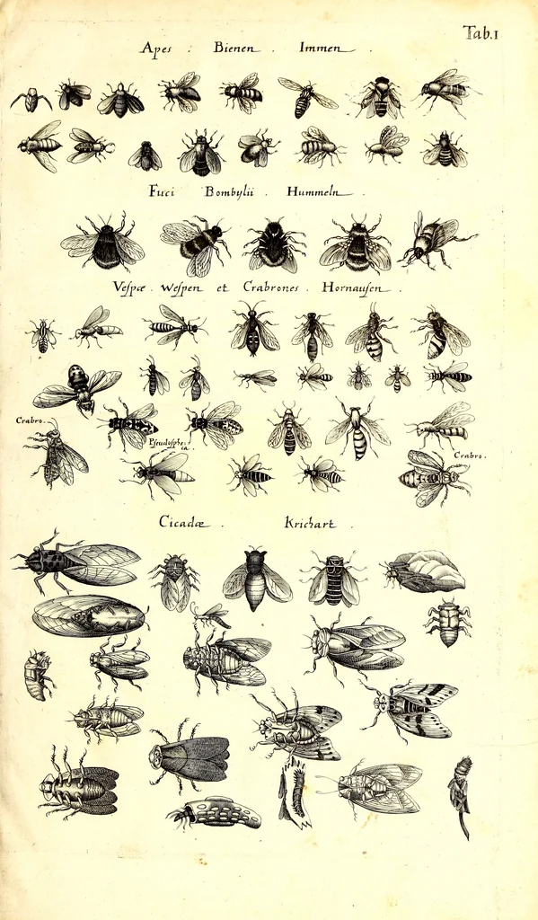 An illustration from Historiae naturalis de quadrupetibus libri : cum aeneis figuris; [Historiae naturalis de serpentibus libri II ; Historiae naturalis de insectis libri III ; Historiae naturalis de exanguibus aquaticis libri IV ; Historiae naturalis de piscibus et cetis libri V ; Historiae naturalis de avibus libri VI], 1650, leaf 8