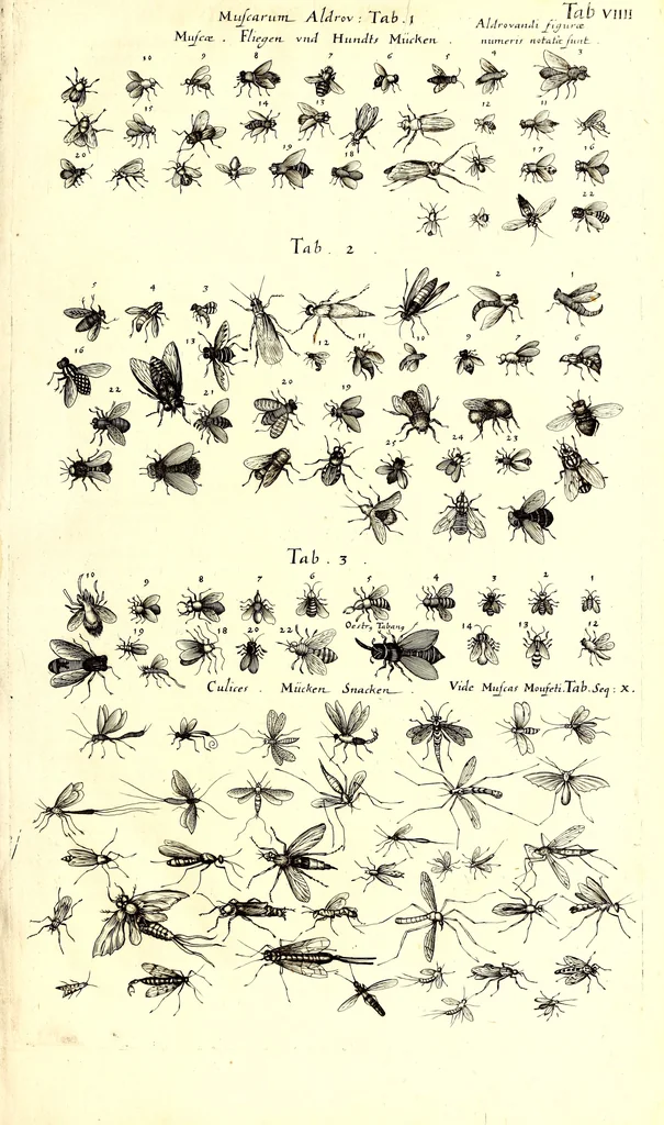 An illustration from Historiae naturalis de quadrupetibus libri : cum aeneis figuris; [Historiae naturalis de serpentibus libri II ; Historiae naturalis de insectis libri III ; Historiae naturalis de exanguibus aquaticis libri IV ; Historiae naturalis de piscibus et cetis libri V ; Historiae naturalis de avibus libri VI], 1650, leaf 88
