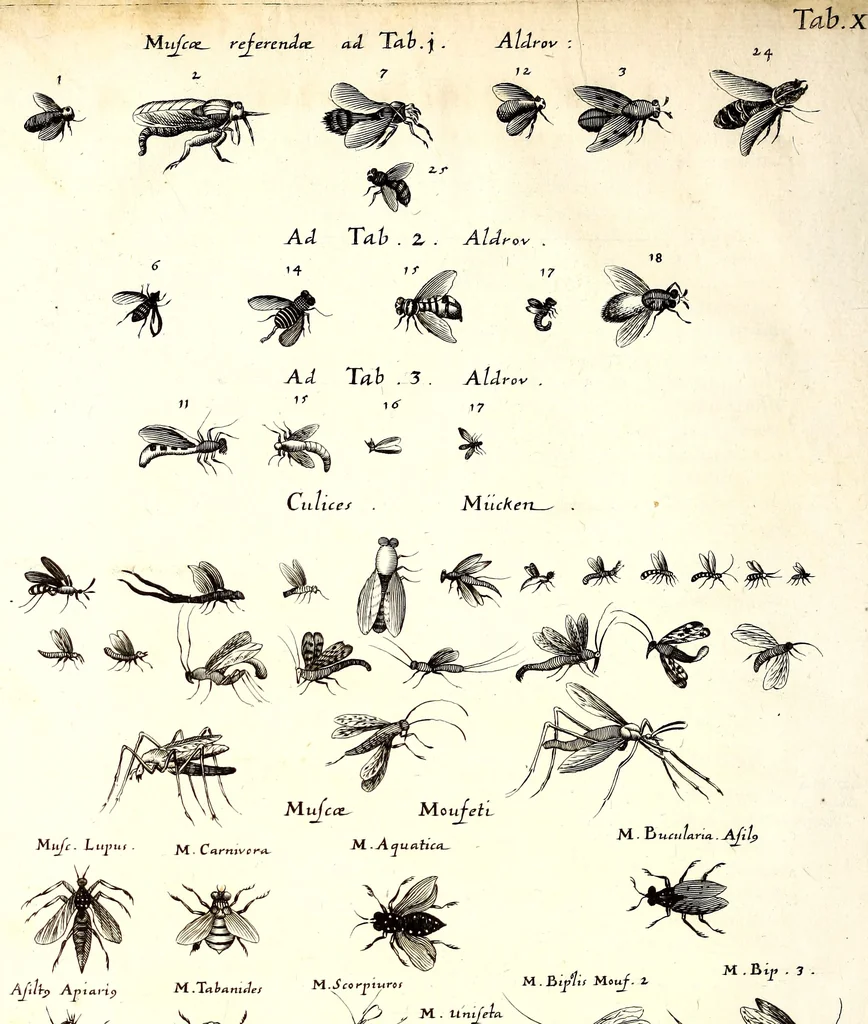 An illustration from Historiae naturalis de quadrupetibus libri : cum aeneis figuris; [Historiae naturalis de serpentibus libri II ; Historiae naturalis de insectis libri III ; Historiae naturalis de exanguibus aquaticis libri IV ; Historiae naturalis de piscibus et cetis libri V ; Historiae naturalis de avibus libri VI], 1650, leaf 95