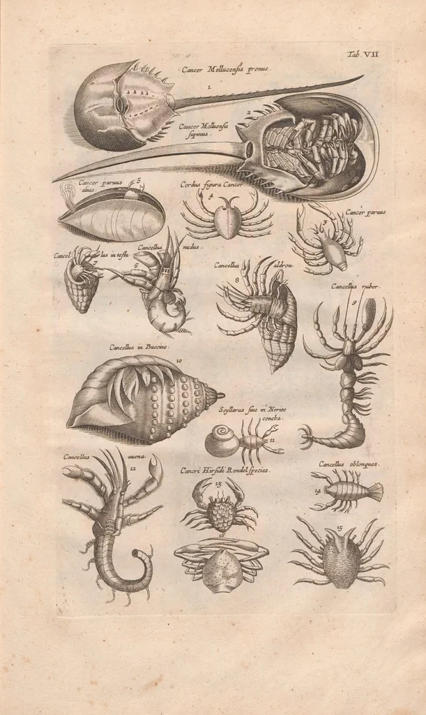 An illustration from Historiæ naturalis de exanguibus aquaticis libri IV, 1657, leaf 41