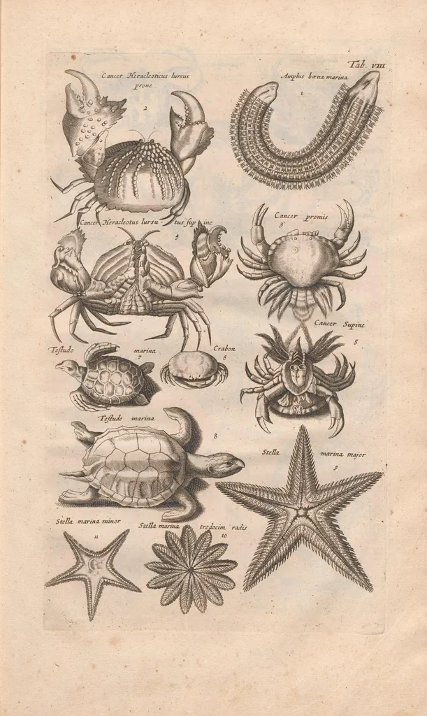 An illustration from Historiæ naturalis de exanguibus aquaticis libri IV, 1657, leaf 43