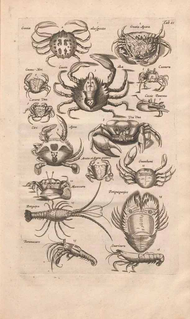 An illustration from Historiæ naturalis de exanguibus aquaticis libri IV, 1657, leaf 45