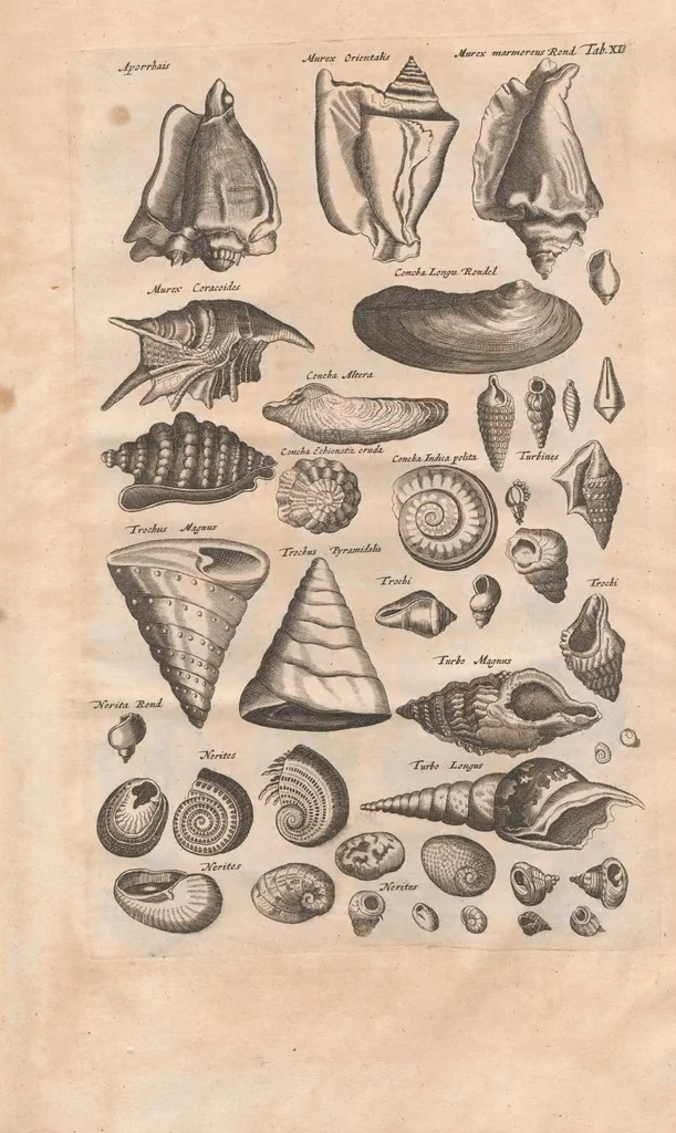 An illustration from Historiæ naturalis de exanguibus aquaticis libri IV, 1657, leaf 61