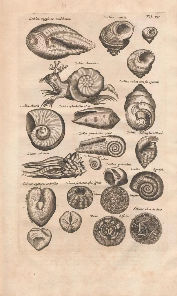 An illustration from Historiæ naturalis de exanguibus aquaticis libri IV, 1657, leaf 63