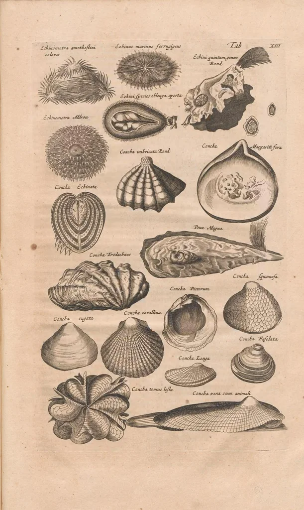 An illustration from Historiæ naturalis de exanguibus aquaticis libri IV, 1657, leaf 69