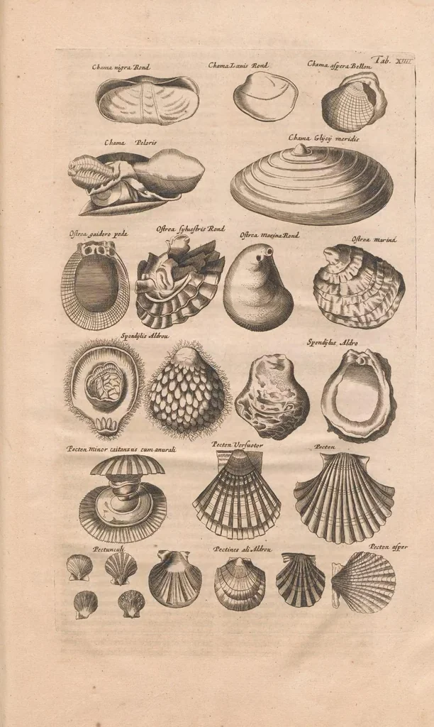 An illustration from Historiæ naturalis de exanguibus aquaticis libri IV, 1657, leaf 75