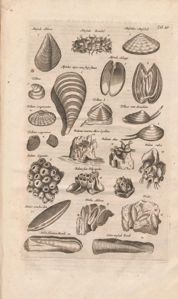 An illustration from Historiæ naturalis de exanguibus aquaticis libri IV, 1657, leaf 83