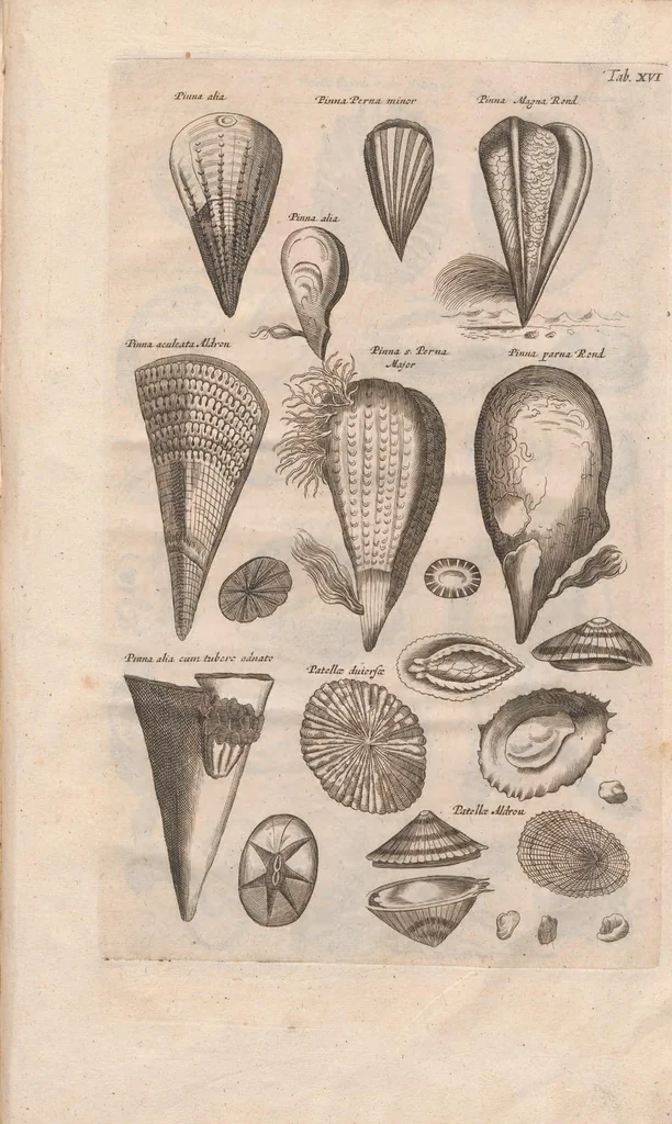 An illustration from Historiæ naturalis de exanguibus aquaticis libri IV, 1657, leaf 87