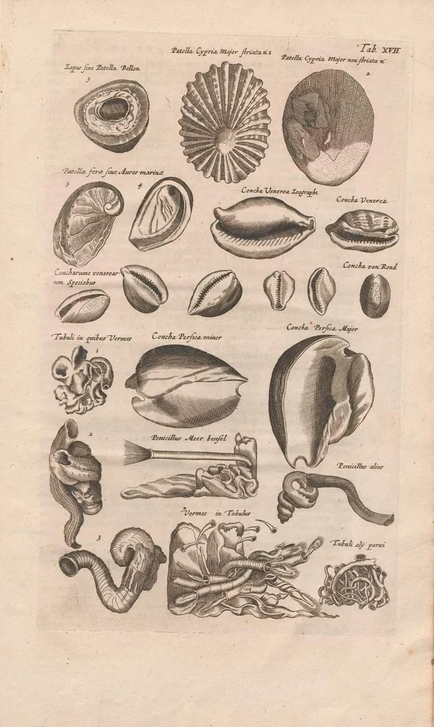 An illustration from Historiæ naturalis de exanguibus aquaticis libri IV, 1657, leaf 89