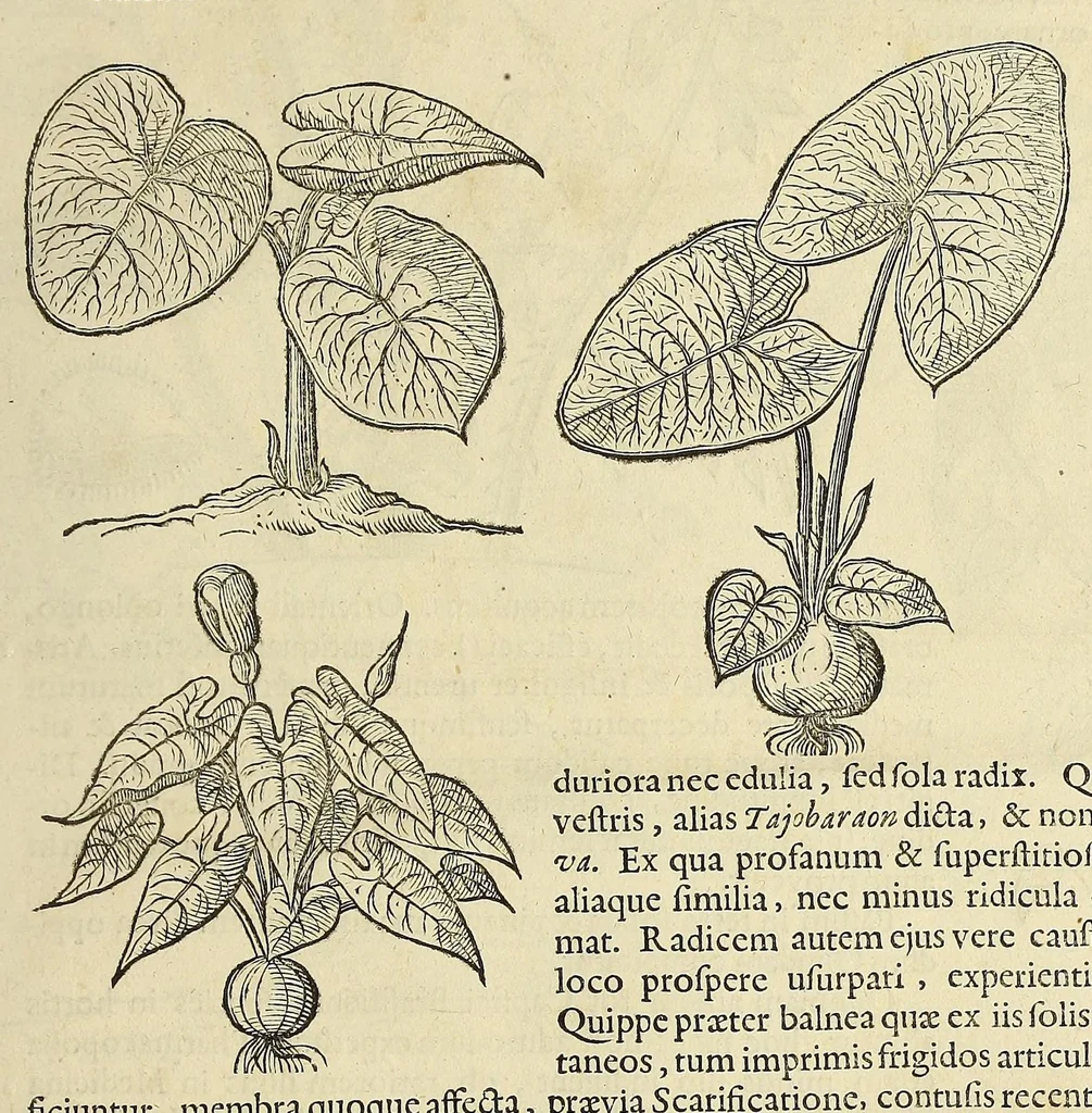 An illustration from Historia naturalis Brasiliae, : auspicio et beneficio illustriss. I. Mauritii Com. Nassau ... adornata : in qua non tantum plantæ et animalia, sed et indigenarum morbi, ingenia et mores describuntur et iconibus supra quingentas illustrantur, 1648, leaf 111