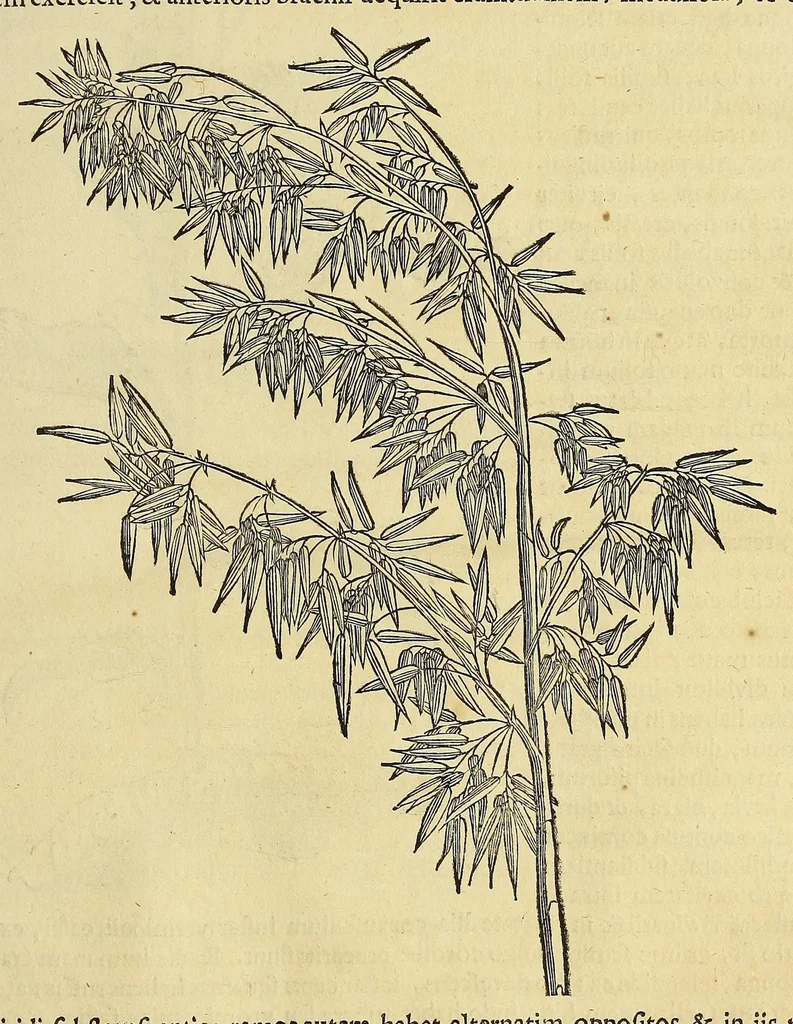 An illustration from Historia naturalis Brasiliae, : auspicio et beneficio illustriss. I. Mauritii Com. Nassau ... adornata : in qua non tantum plantæ et animalia, sed et indigenarum morbi, ingenia et mores describuntur et iconibus supra quingentas illustrantur, 1648, leaf 151