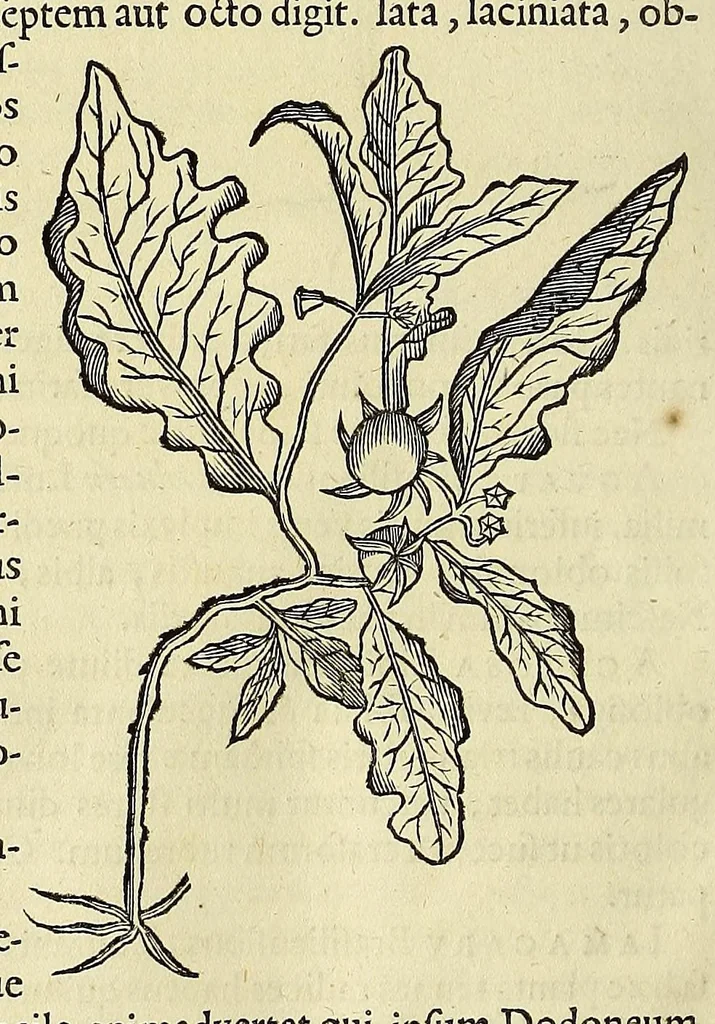An illustration from Historia naturalis Brasiliae, : auspicio et beneficio illustriss. I. Mauritii Com. Nassau ... adornata : in qua non tantum plantæ et animalia, sed et indigenarum morbi, ingenia et mores describuntur et iconibus supra quingentas illustrantur, 1648, leaf 172