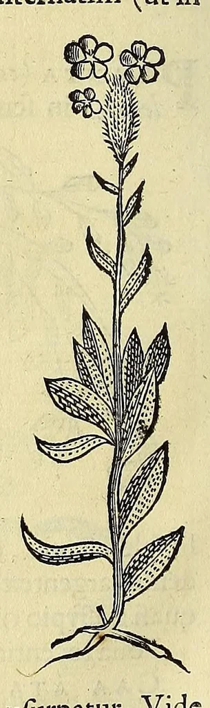 An illustration from Historia naturalis Brasiliae, : auspicio et beneficio illustriss. I. Mauritii Com. Nassau ... adornata : in qua non tantum plantæ et animalia, sed et indigenarum morbi, ingenia et mores describuntur et iconibus supra quingentas illustrantur, 1648, leaf 180