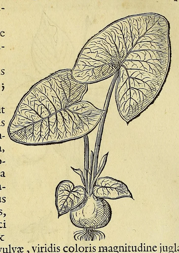 An illustration from Historia naturalis Brasiliae, : auspicio et beneficio illustriss. I. Mauritii Com. Nassau ... adornata : in qua non tantum plantæ et animalia, sed et indigenarum morbi, ingenia et mores describuntur et iconibus supra quingentas illustrantur, 1648, leaf 184