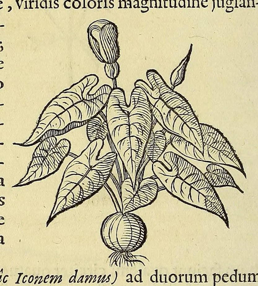 An illustration from Historia naturalis Brasiliae, : auspicio et beneficio illustriss. I. Mauritii Com. Nassau ... adornata : in qua non tantum plantæ et animalia, sed et indigenarum morbi, ingenia et mores describuntur et iconibus supra quingentas illustrantur, 1648, leaf 184
