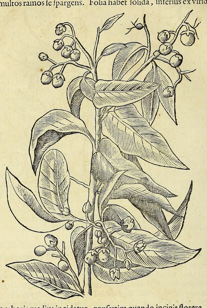 An illustration from Historia naturalis Brasiliae, : auspicio et beneficio illustriss. I. Mauritii Com. Nassau ... adornata : in qua non tantum plantæ et animalia, sed et indigenarum morbi, ingenia et mores describuntur et iconibus supra quingentas illustrantur, 1648, leaf 244