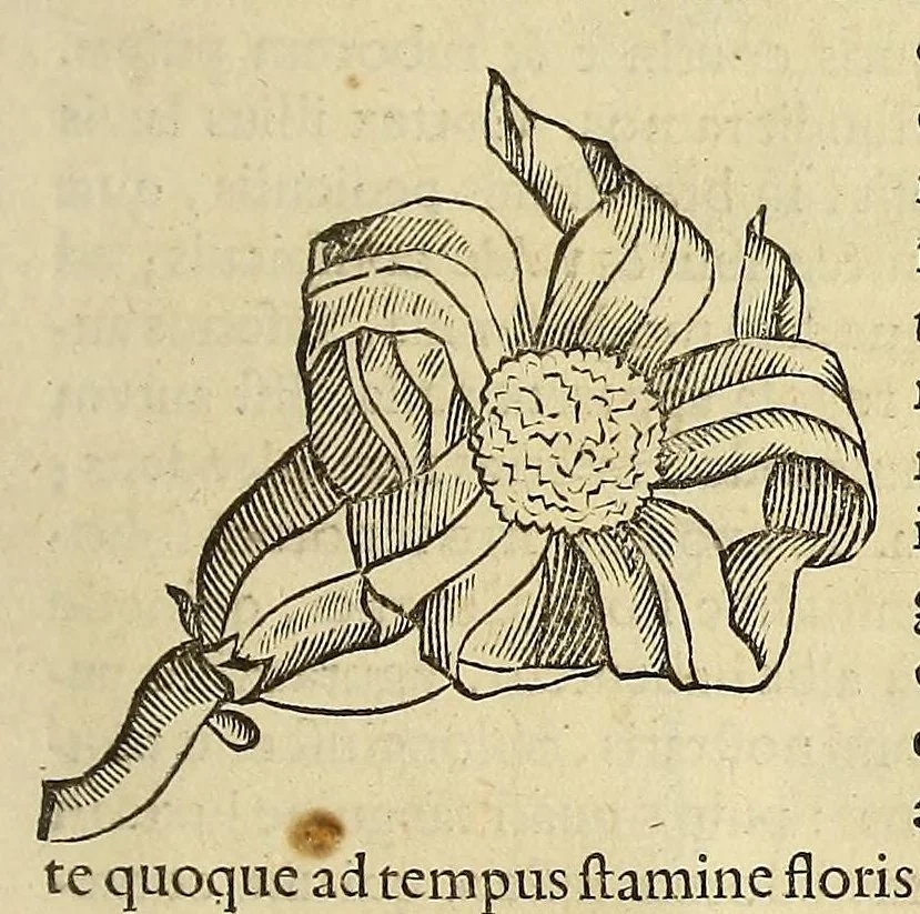 An illustration from Historia naturalis Brasiliae, : auspicio et beneficio illustriss. I. Mauritii Com. Nassau ... adornata : in qua non tantum plantæ et animalia, sed et indigenarum morbi, ingenia et mores describuntur et iconibus supra quingentas illustrantur, 1648, leaf 251