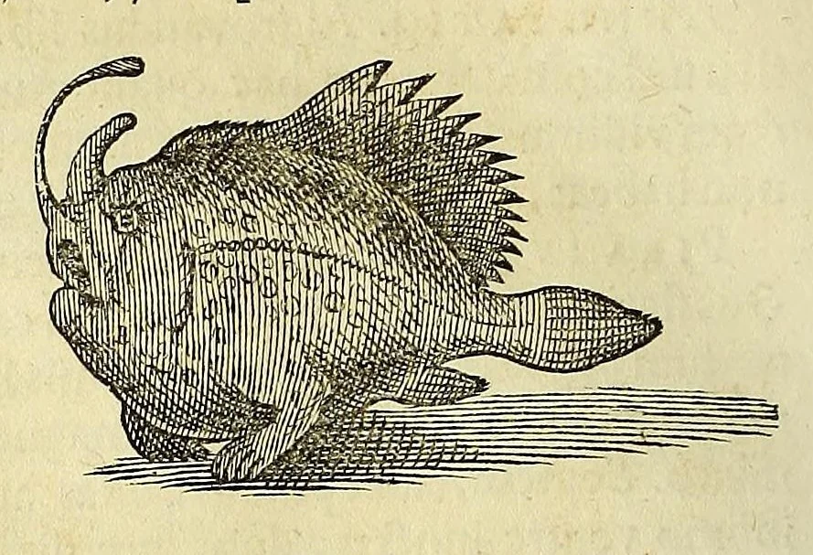 An illustration from Historia naturalis Brasiliae, : auspicio et beneficio illustriss. I. Mauritii Com. Nassau ... adornata : in qua non tantum plantæ et animalia, sed et indigenarum morbi, ingenia et mores describuntur et iconibus supra quingentas illustrantur, 1648, leaf 298