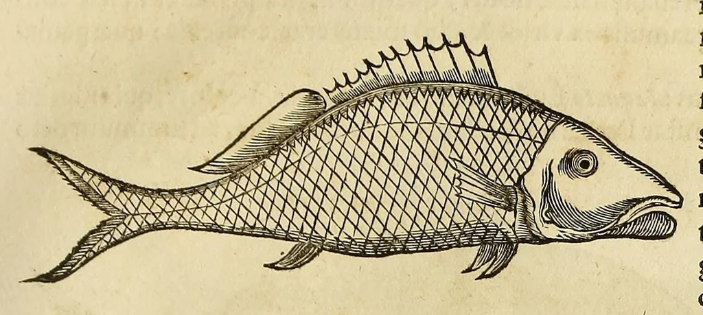 An illustration from Historia naturalis Brasiliae, : auspicio et beneficio illustriss. I. Mauritii Com. Nassau ... adornata : in qua non tantum plantæ et animalia, sed et indigenarum morbi, ingenia et mores describuntur et iconibus supra quingentas illustrantur, 1648, leaf 303