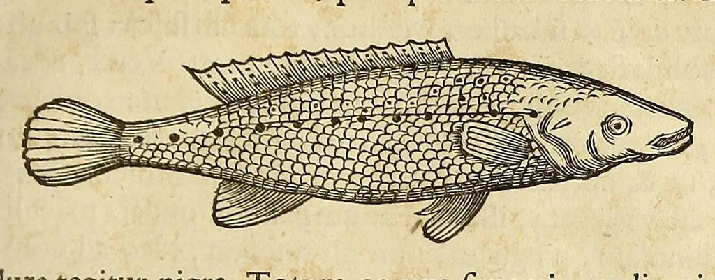 An illustration from Historia naturalis Brasiliae, : auspicio et beneficio illustriss. I. Mauritii Com. Nassau ... adornata : in qua non tantum plantæ et animalia, sed et indigenarum morbi, ingenia et mores describuntur et iconibus supra quingentas illustrantur, 1648, leaf 319