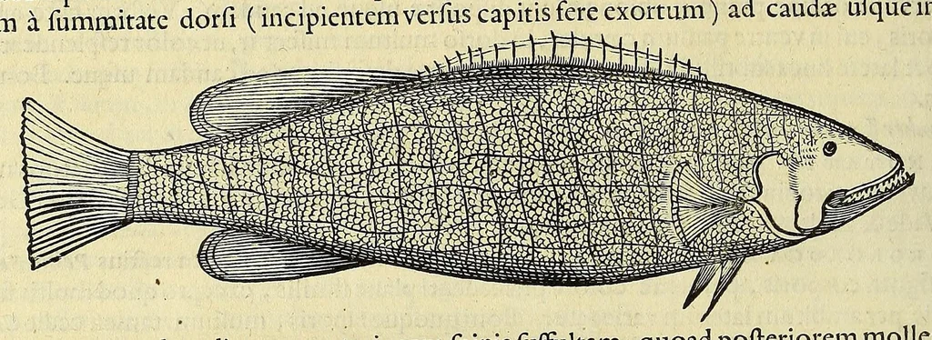 An illustration from Historia naturalis Brasiliae, : auspicio et beneficio illustriss. I. Mauritii Com. Nassau ... adornata : in qua non tantum plantæ et animalia, sed et indigenarum morbi, ingenia et mores describuntur et iconibus supra quingentas illustrantur, 1648, leaf 328