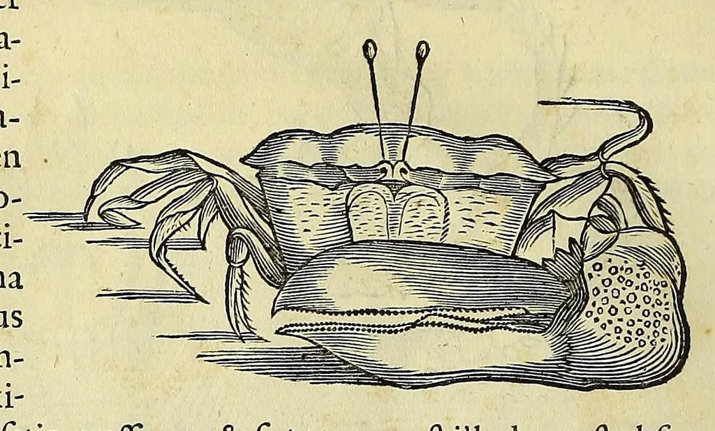 An illustration from Historia naturalis Brasiliae, : auspicio et beneficio illustriss. I. Mauritii Com. Nassau ... adornata : in qua non tantum plantæ et animalia, sed et indigenarum morbi, ingenia et mores describuntur et iconibus supra quingentas illustrantur, 1648, leaf 332