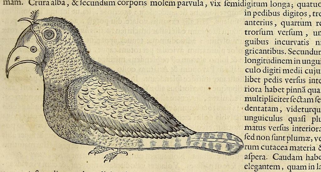 An illustration from Historia naturalis Brasiliae, : auspicio et beneficio illustriss. I. Mauritii Com. Nassau ... adornata : in qua non tantum plantæ et animalia, sed et indigenarum morbi, ingenia et mores describuntur et iconibus supra quingentas illustrantur, 1648, leaf 343