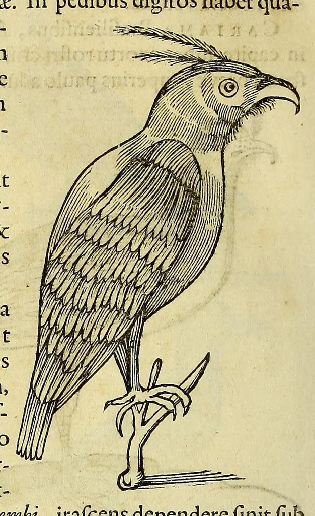 An illustration from Historia naturalis Brasiliae, : auspicio et beneficio illustriss. I. Mauritii Com. Nassau ... adornata : in qua non tantum plantæ et animalia, sed et indigenarum morbi, ingenia et mores describuntur et iconibus supra quingentas illustrantur, 1648, leaf 352